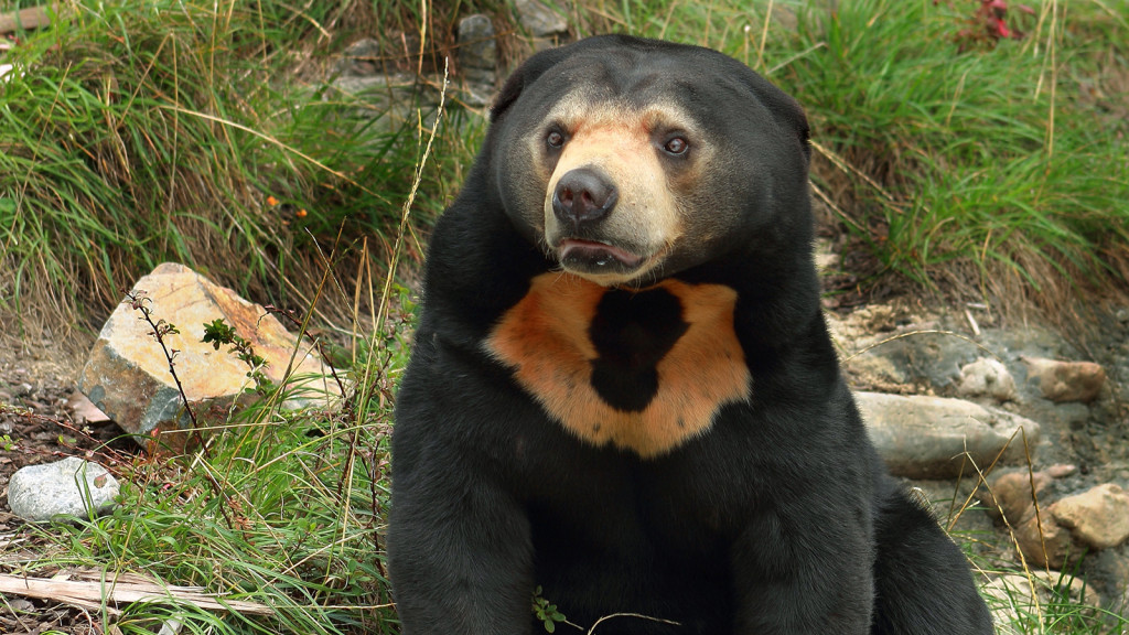Sun Bears, Indonesian Zoo, Hungry