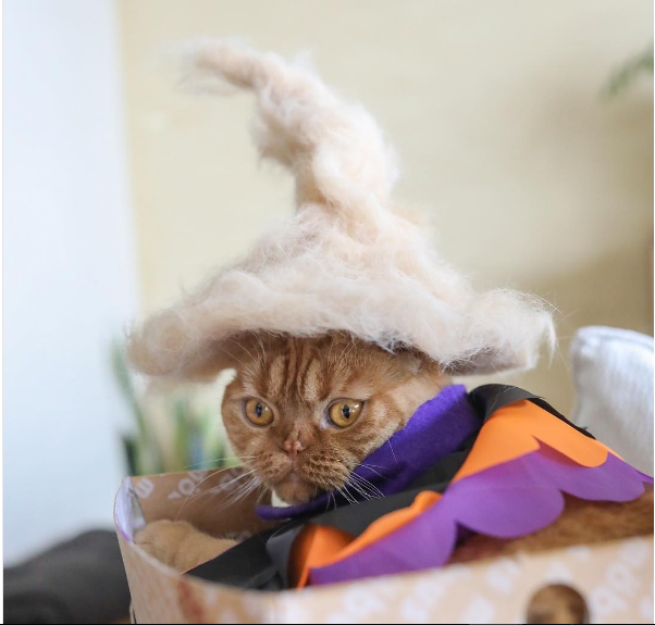 Cat Hats, Ryo Yamazaki, Instagram