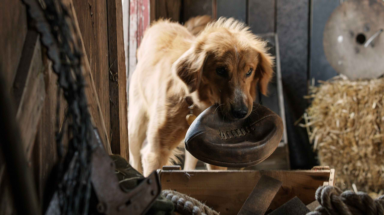 Josh Gad lends voice to Bailey, the narrator in “A Dog's Purpose”