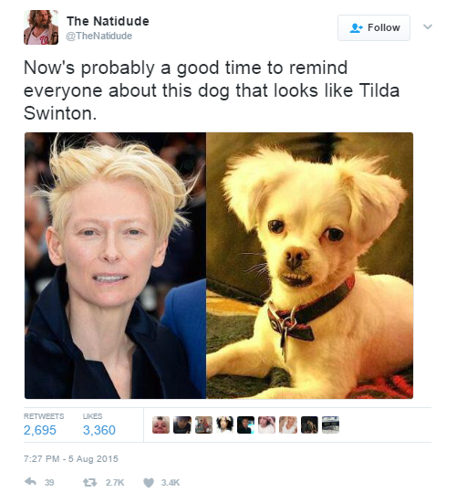 Dog Tilda Twitter