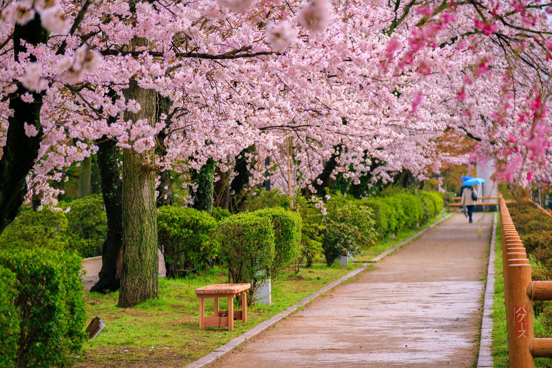 Japan s Cherry Blossoms Appeared Unexpectedly In October And People Are 