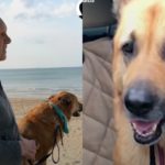 WATCH: This is how doggos say ‘I love you’ to their favorite hoomans