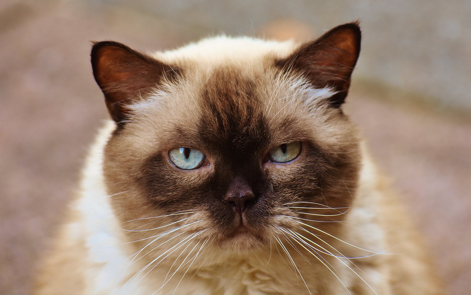 You may be the reason why your cat is always grumpy, scientists say