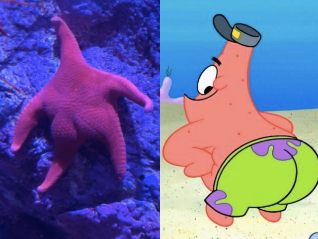 Online users can’t take their eyes off of this starfish’s ‘thicc butt’