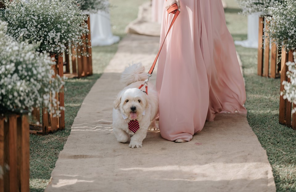 Wedding, dogs 