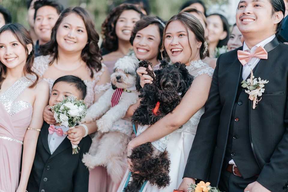 Wedding, dogs 