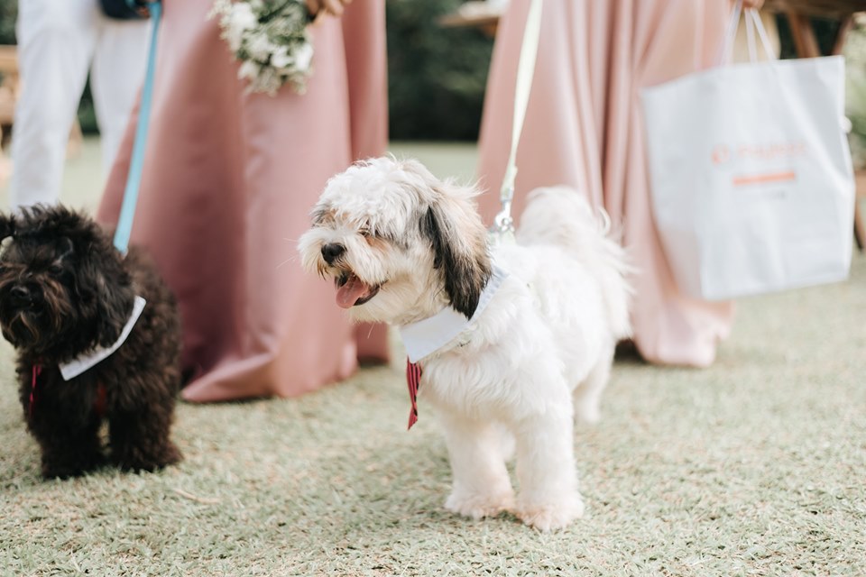 Wedding, dogs