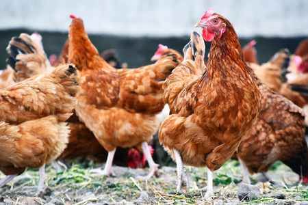 Man accidentally buys 1000 hens