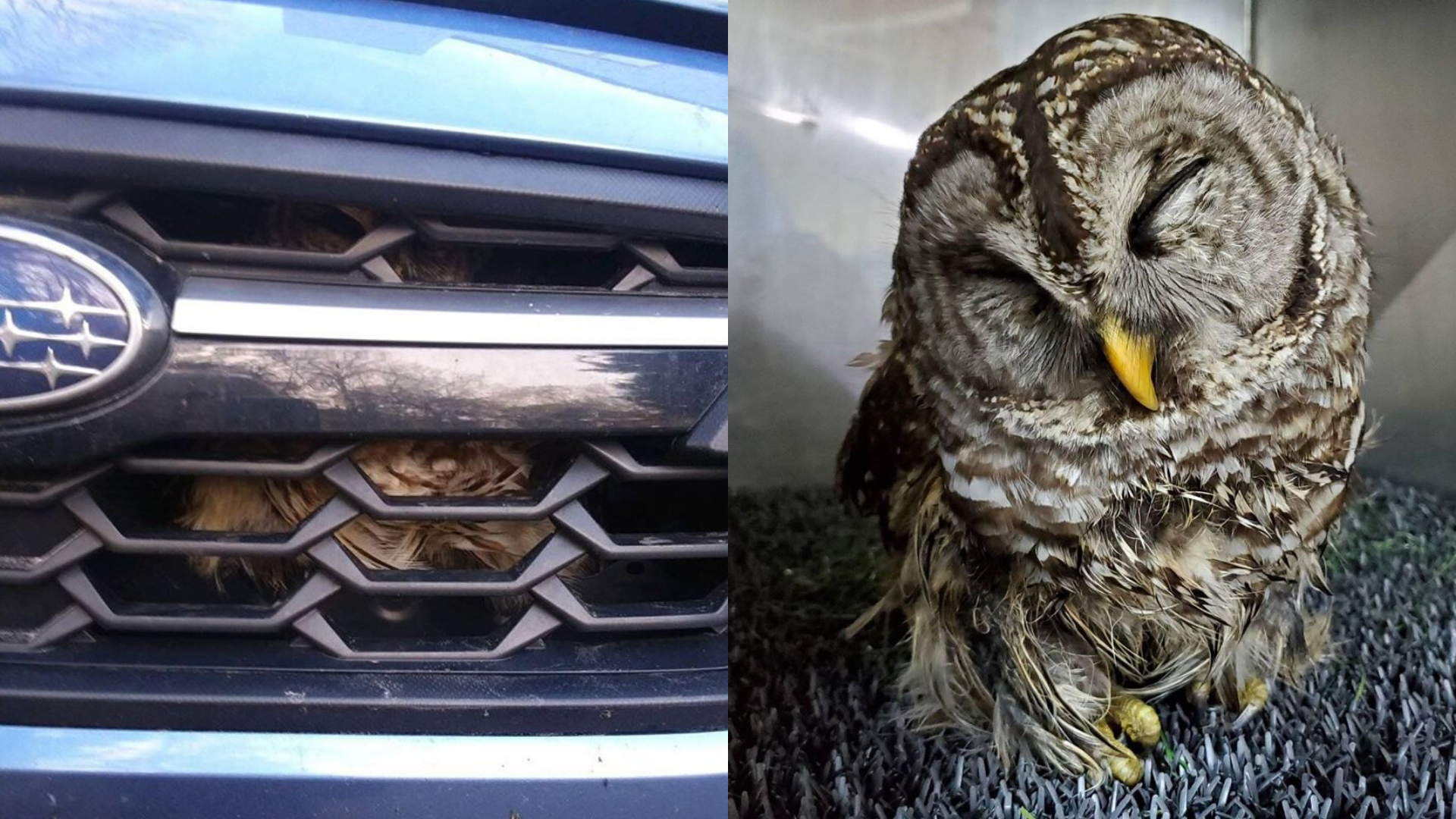 owl, north carolina