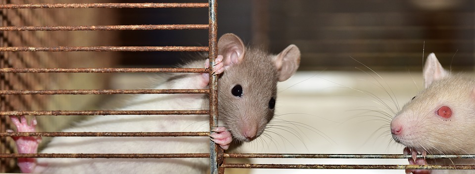 Usher in the Chinese New Year with these fun facts about…rats