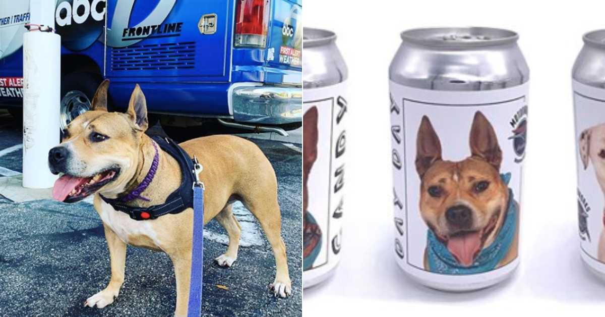 dog, beer can