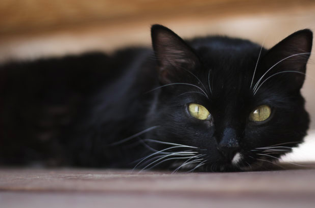 black cat canva
