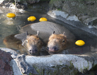 Capybaras in a hot bath