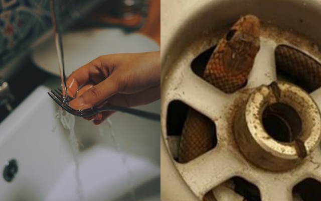 Homeowner captures deadly eastern brown snake slithering out of kitchen sink  while doing the dishes
