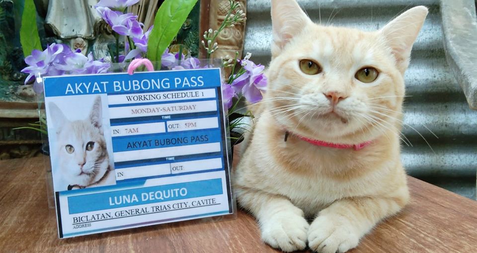 ‘Muning, pwede na ikaw lumabas’: This cat with ‘akyat-bubong’ pass complies with quarantine guidelines
