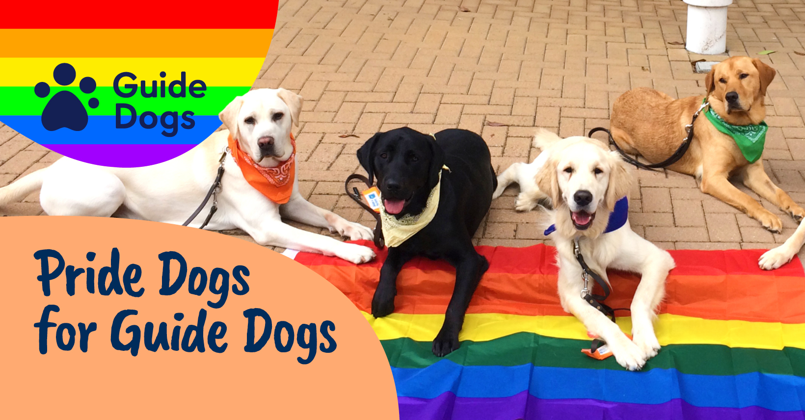 Dogs show support for LGBT community with virtual #Pride parade