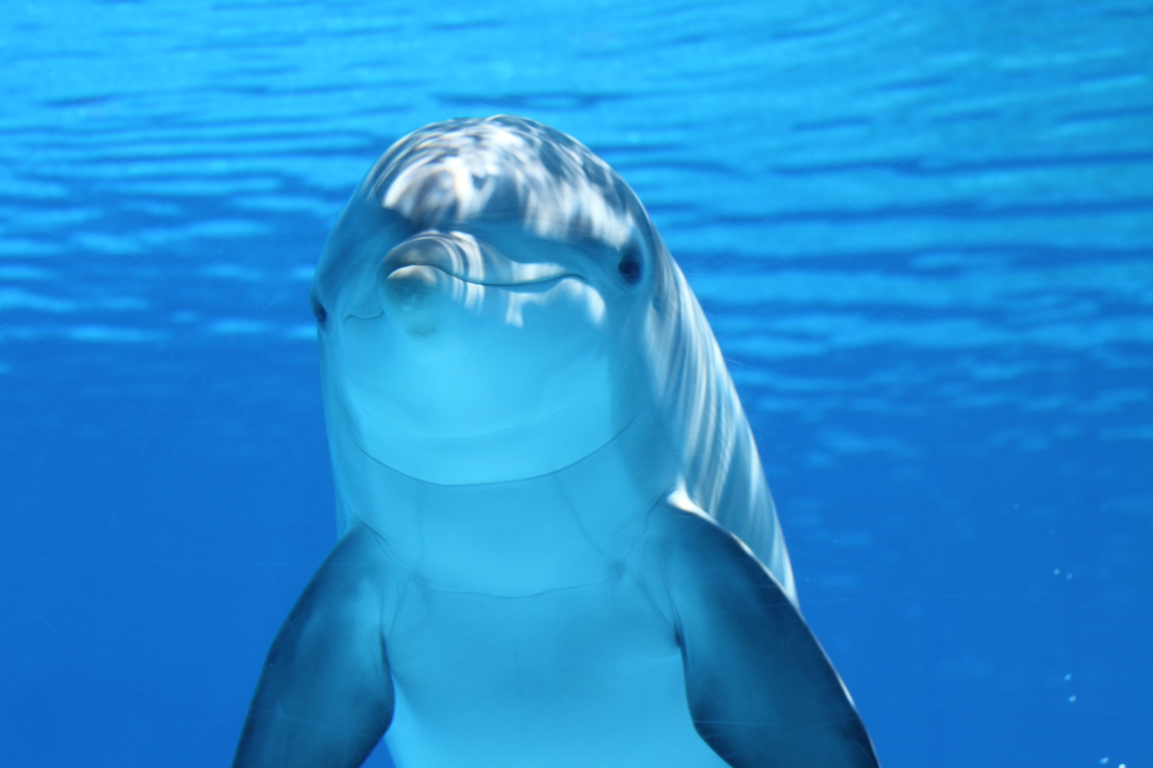 Dolphins are clique-ish, and here’s why