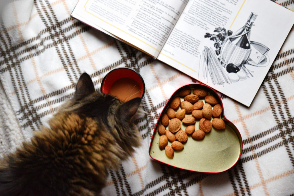 Curious Cat by a Cookbook