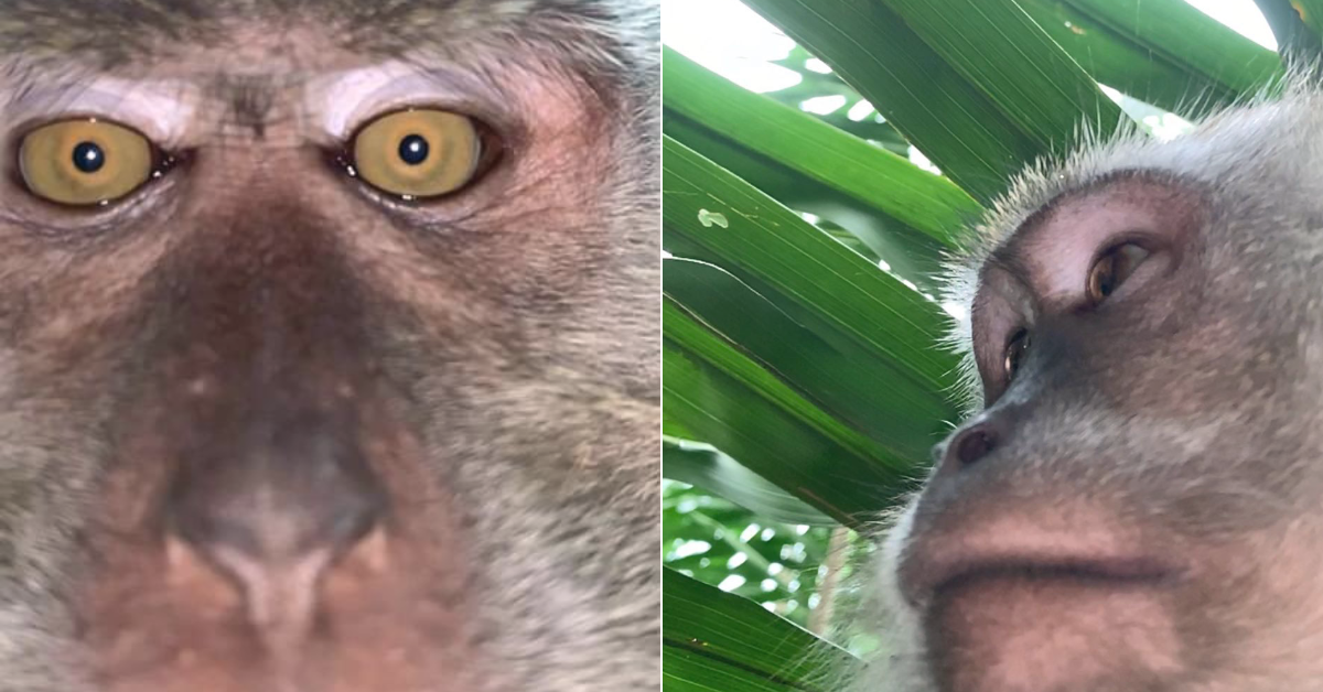 Monkey selfies flood student’s phone that went missing