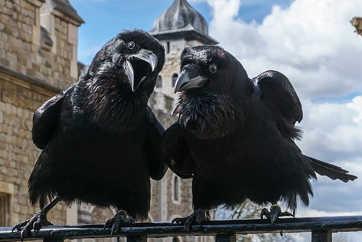 two raven birds