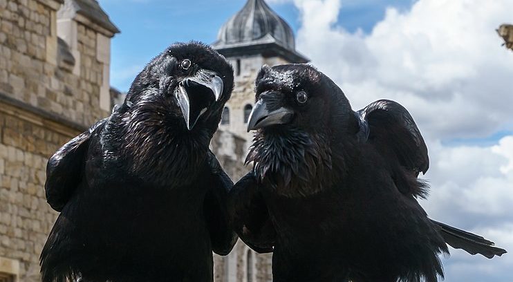 two raven birds