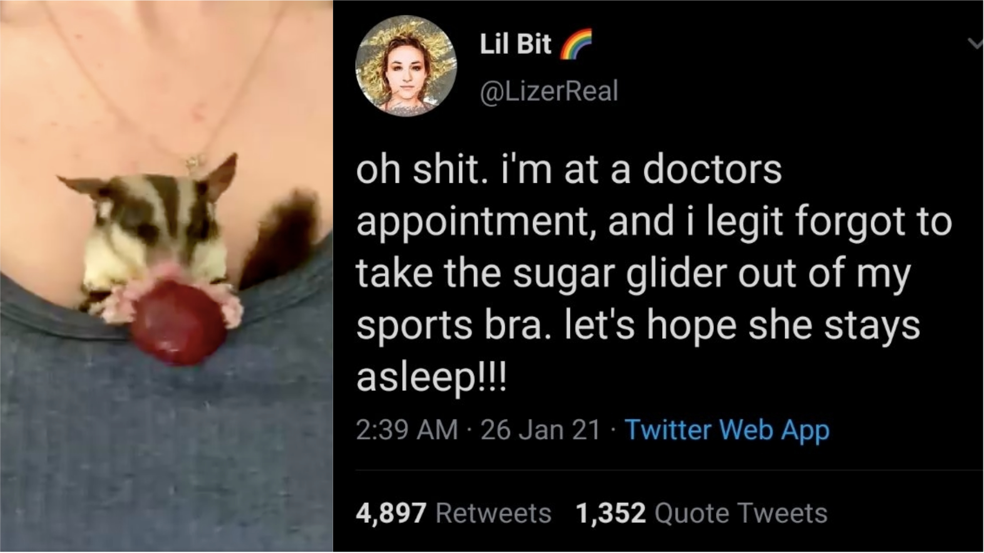 This woman accidentally went to the doctors with a sugar glider in her bra