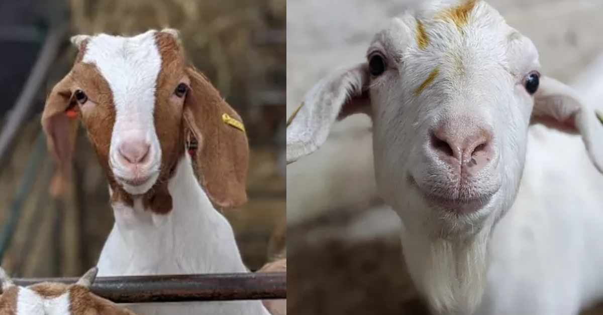Farm makes over P3.2 million by renting out goats for Zoom calls