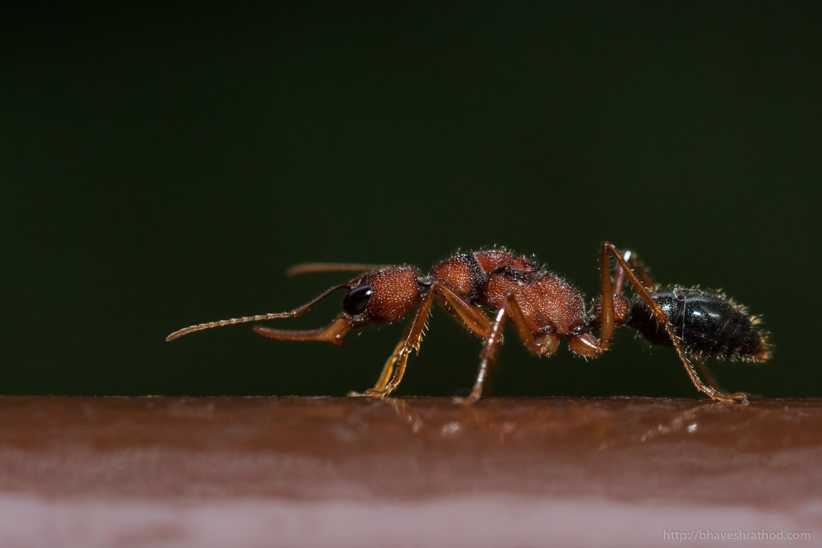 indian jumping ants