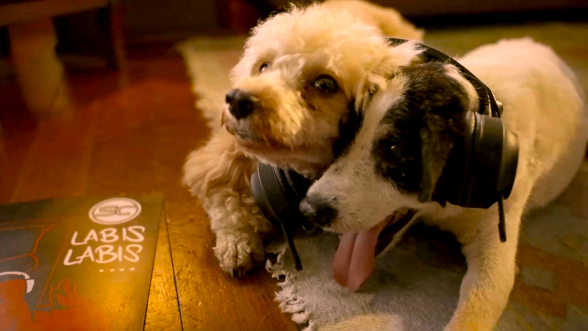 Two puppies star in the rom-com music video of Sponge Cola’s ‘Labis-labis’