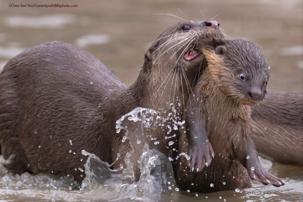 Smooth-coated otters Chee Kee Teo Comedy Wildlife Photography Awards