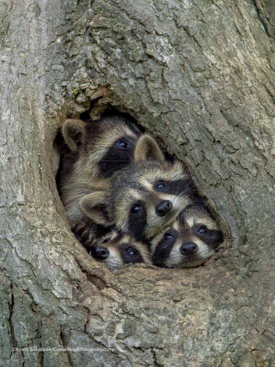 Kevin Biskaborn raccoons