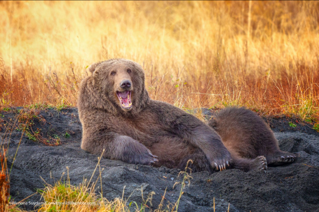 Comedy Wildlife Photography Awards bears