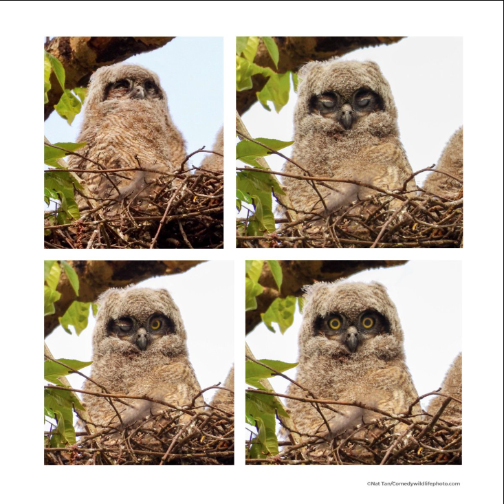 Before and After Coffee Great Horned Owl Nat Tan wildlife photography