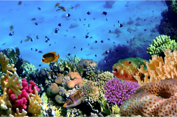 How is the latest research trying to protect coral from global warming?
