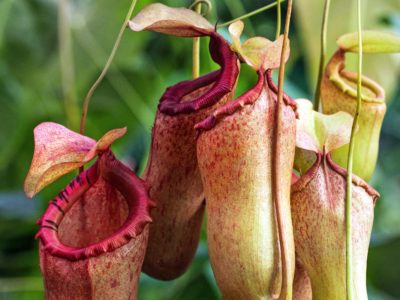 Cambodian government urges people to stop picking rare phallic plant