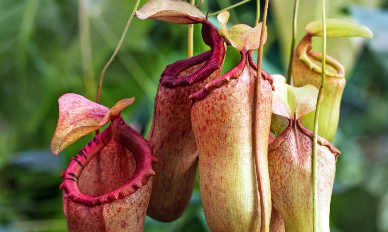 penis plant, nepenthes holdenii