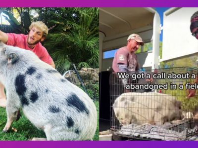 An animal sanctuary expresses disappointment over Logan Paul’s ‘abandoned’ pig they rescued in a field