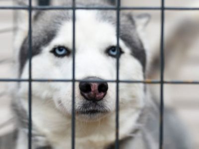 Crate Training: Is ‘caging’ beneficial to dogs’ well-being?