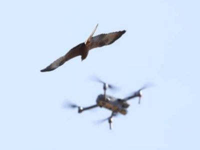 ‘Zombirds are real’: Researchers turn taxidermy birds into spy drones