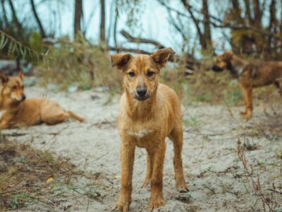 Dogs living in the radioactive site of Chernobyl have altered genes, study finds