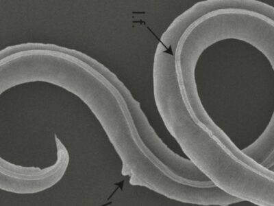 Scientists reawaken a 46,000-year-old roundworm from Siberian permafrost, and it started having babies