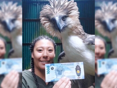 The Philippine eagle on the new P1,000 bill exists in real life, in case you didn’t know that yet