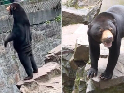 Chinese zoo dispels controversy that its bears are humans in disguise