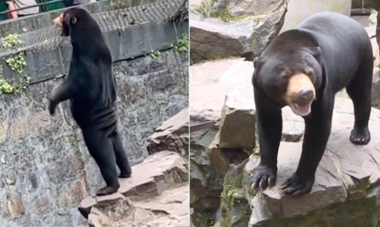 Chinese zoo dispels the controversy that its bears are humans in disguise pop inqpop