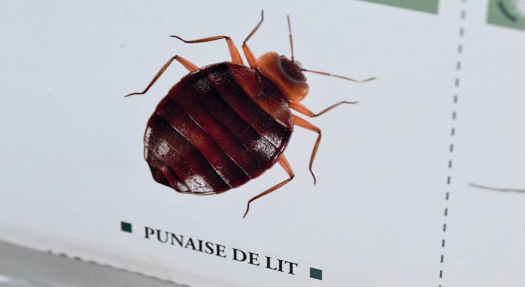 Poster of a bedbug