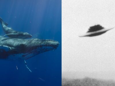 First human-whale ‘conversation’ could pave the way for communication with aliens, scientists claim