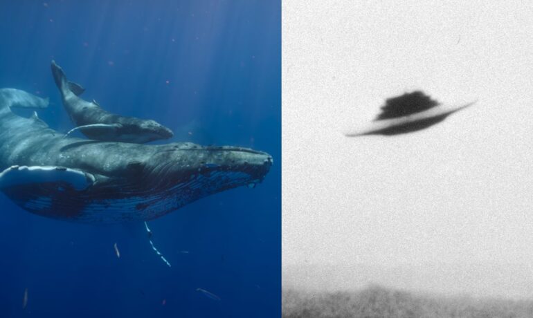 First 'conversation' between human and whale could pave the way for communication with aliens, scientists claim pop inqpop