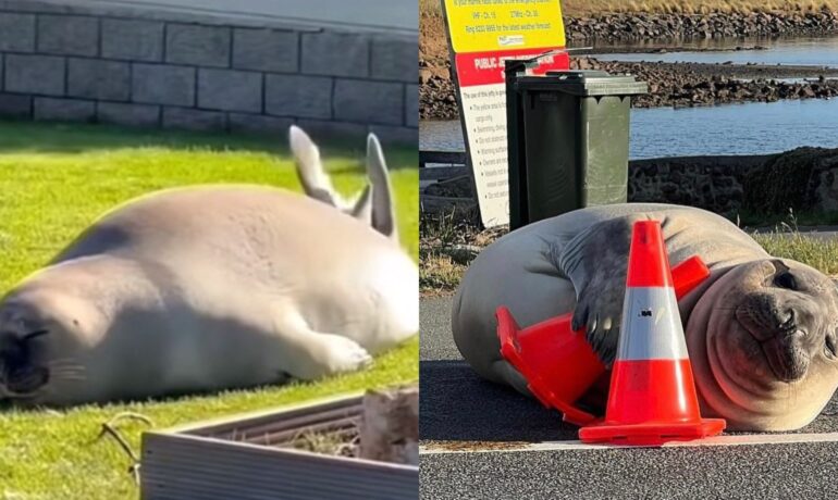 Neil, the 'chatoic' but cute seal from Tasmania, becomes TikTok's newest obsession pop inqpop