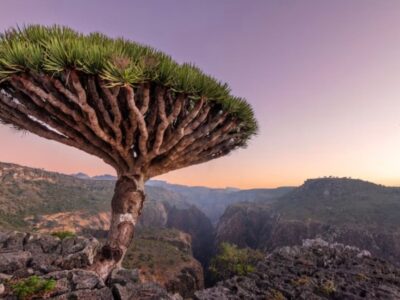 Socotra, the ‘most alien-looking place’ on Earth, serves as a home to invasive ‘aliens’ and ‘almost extinct’ trees