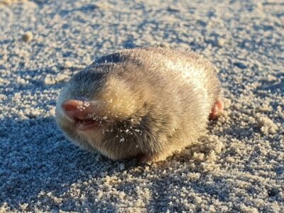 Golden mole species thought to be extinct rediscovered in South Africa after 86 Years